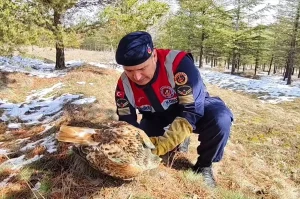 Yaralı Şahin Tedavi Altına Alındı