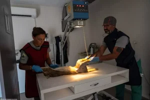 Yaralı Saz Kedisi Doğaya Salındı