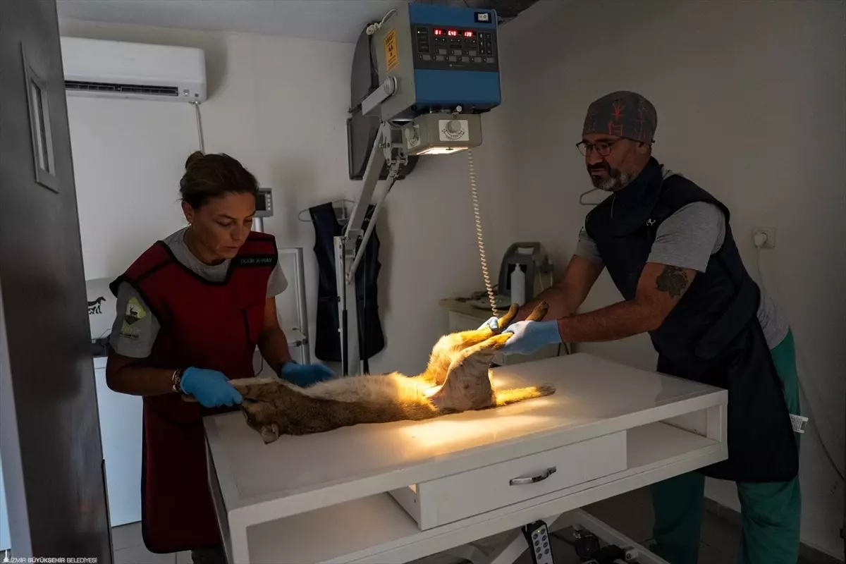 Yaralı Saz Kedisi Doğaya Salındı