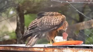 Yaralı Yaban Hayvanları Doğaya Kazandırılıyor