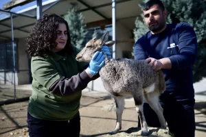 Yaralı Yaban Hayvanları Sakarya’da Tedavi Ediliyor