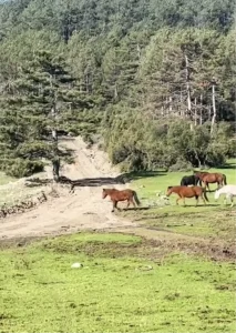 Yılkı Atları Uludağ’da Görüntülendi