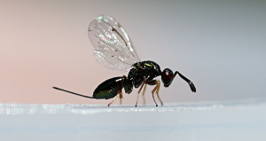 10 bin ‘avcı böcek’ kamu görevinde: 3 bin 300 hektarlık o alanı koruyacaklar