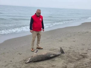 Alaçam’da Ölü Yunus Bulundu