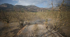Hasadın başlamasına günler kala çiftçiler perişan oldu! 12 yıl sonra bir ilk yaşandı