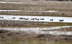 Sarıkamış’ta Göçmen Kuşlar Görüldü