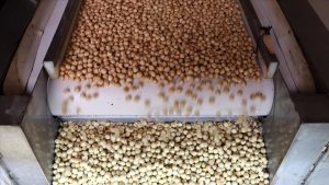 Türkiye’ye, fındık ihracatından 7 ayda 1,4 doları aşkın gelir